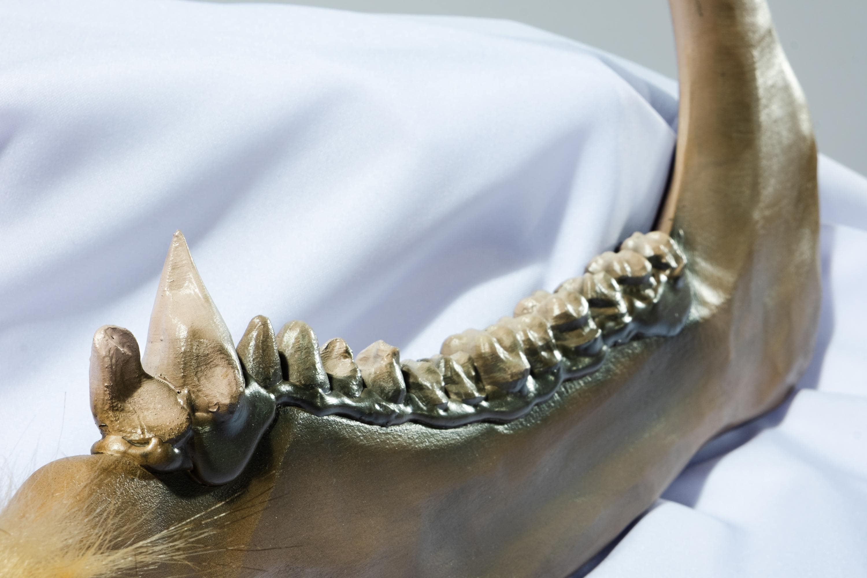 Savage Bone Club – Tribal Fantasy Weapon – Handmade Wooden Mace with 3D Printed Teeth – Cosplay, Barbarian Prop, Orc Warrior, Mythic Shaman